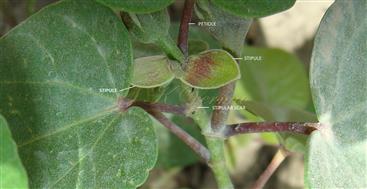  Stipules